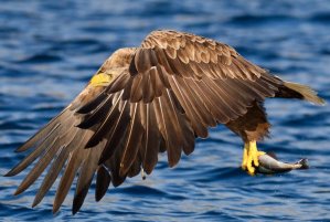 eagle-fish_1851515i